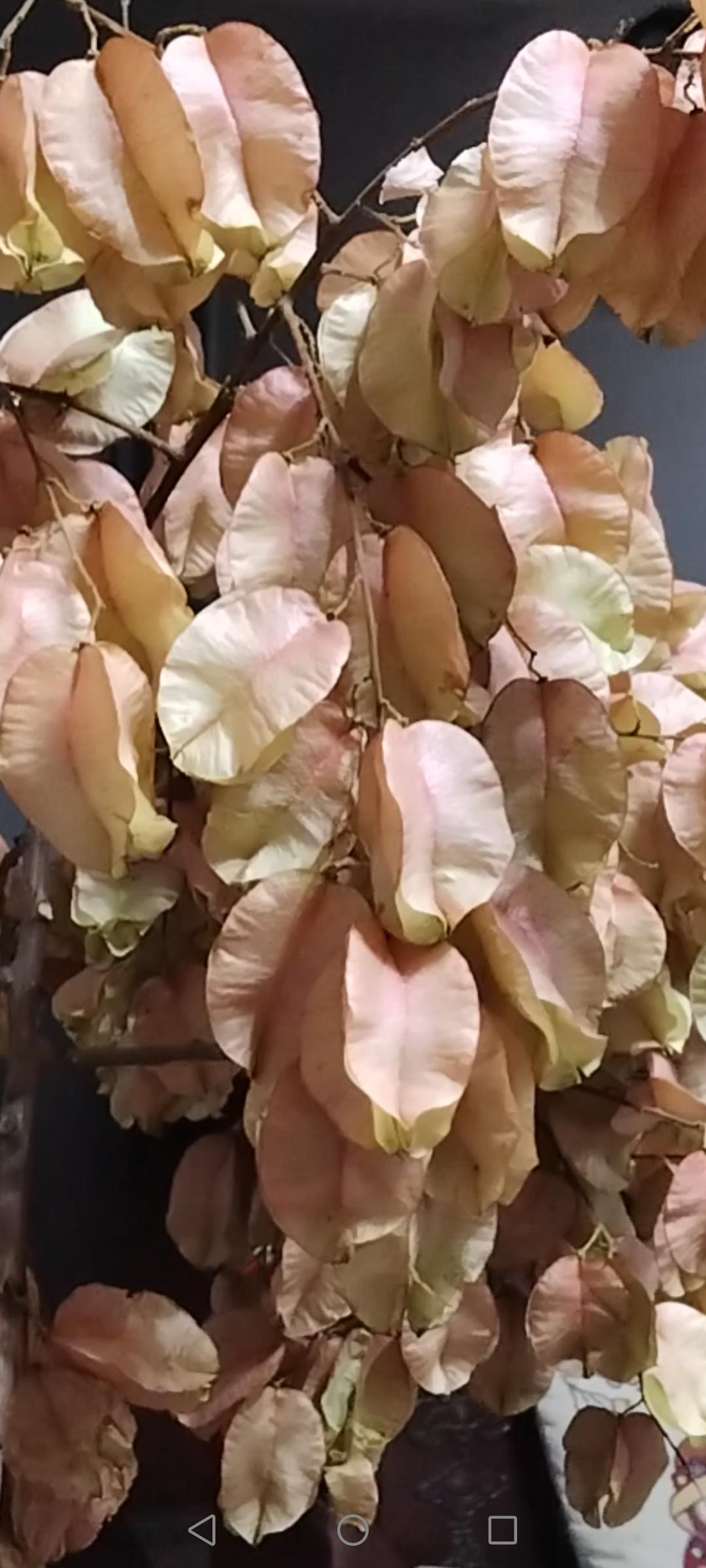分享一张最近随手拍的照片。花，有点像杨桃。公园的树上开了很多这种花。