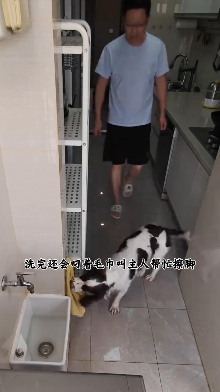 真是大开眼界了，我是真没想到一只狗狗的自律居然能甩人类八条街。这只3岁的史宾格喜