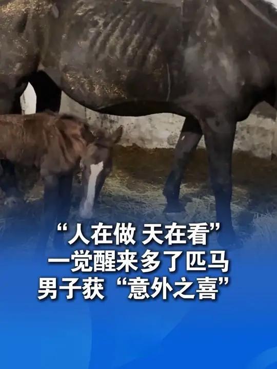 天下掉馅饼！男子买马第二天惊喜翻倍！



天上掉馅饼了！男子买回一匹马，第二天