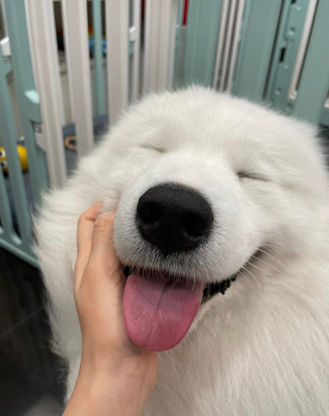 如果你感到焦虑不妨去摸摸小狗狗吧 