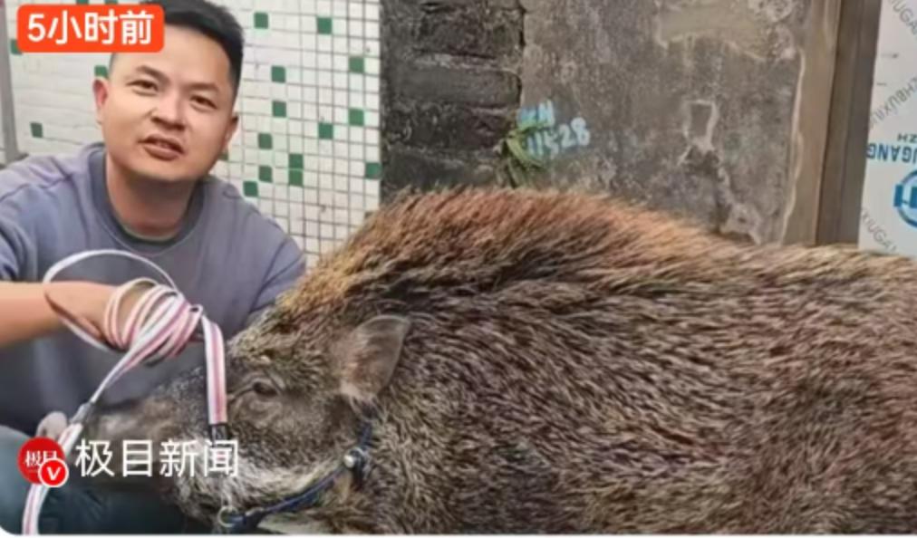 2024年11月的广州，秋意正浓。家住白云区的罗先生推开家门时，意外发现院子里站