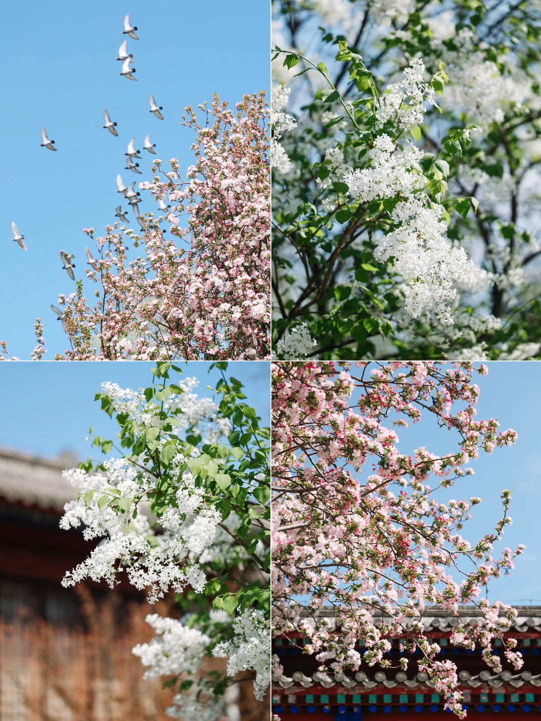 先生，丁香花又开了，故园依旧