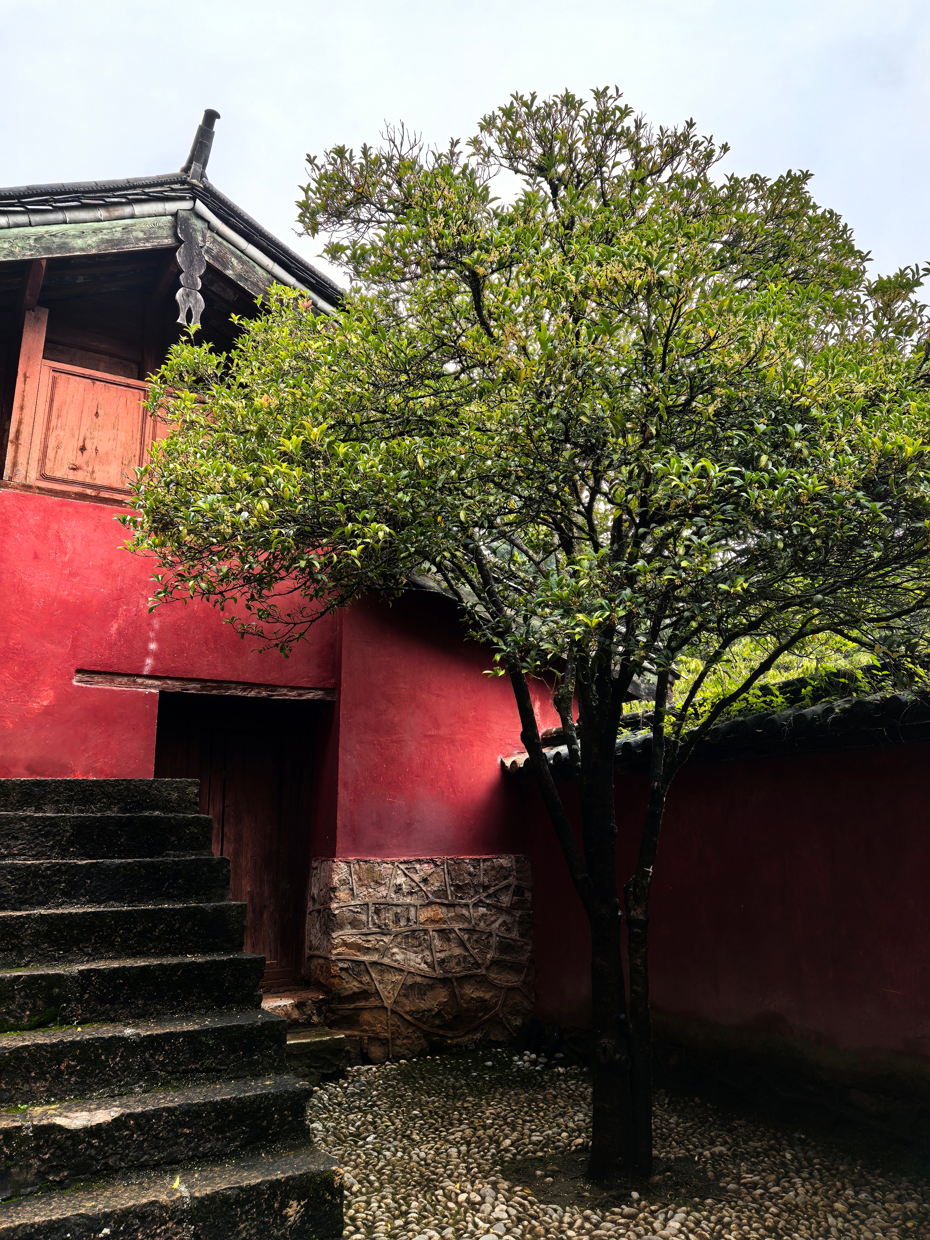 桂花香是一种非牛顿流体我喜欢桂花香。。。闻过最好闻的桂花香是在丽江一个超级偏僻的