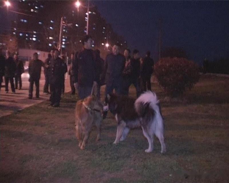 个人观点：辩证看待“不拴狗绳一律捕捉”：不能一刀切，需依规精细化治理

最近网友