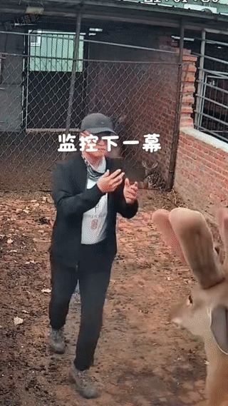 一名男子擅自进入梅花鹿舍，拿着手机想近距离拍摄梅花鹿？
结果他的这种行为，反而激