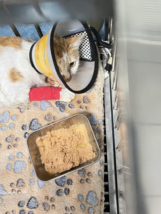 救助被车压断腿的小猫和怀孕的三花母猫