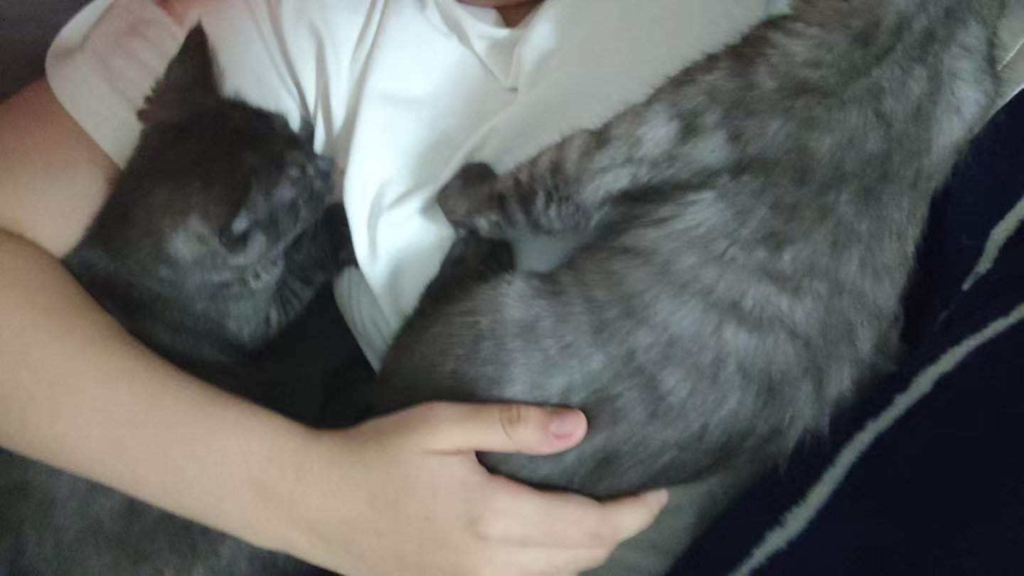 躺在床上猫就会趴过来 