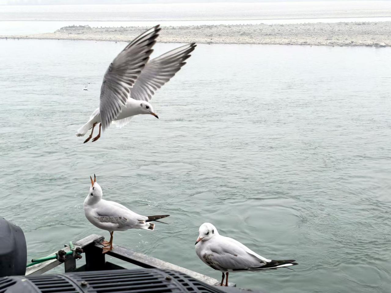 给2026的自己写句话2026年振翅飞翔