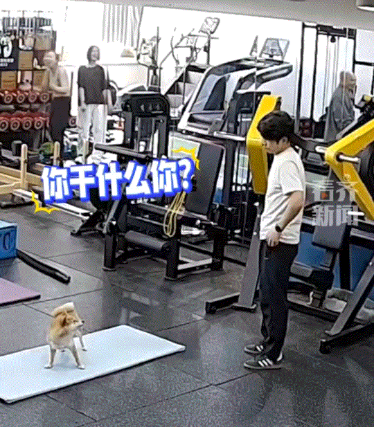 江苏，一家健身馆里养了一条小狗，奇怪的是，别的会员来锻炼，馆里那条小狗要么摇尾巴