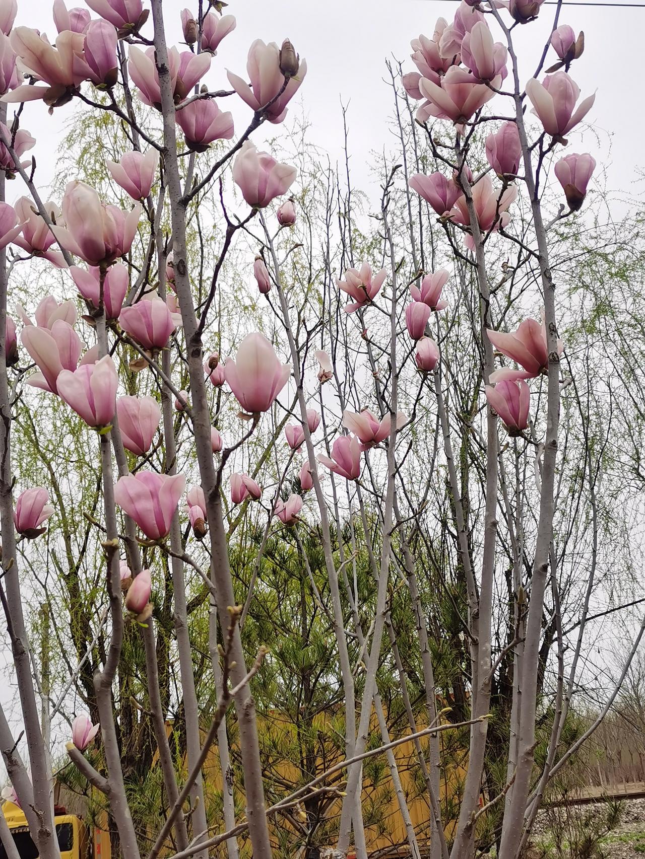 早上去晨走，小公园里的玉兰花含苞怒放，淡淡的清香。