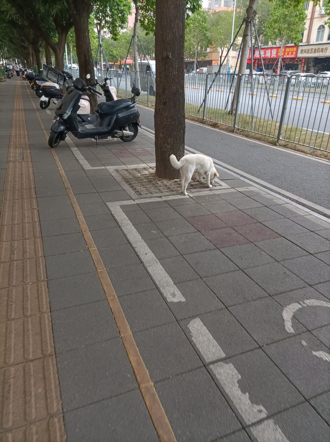 随手拍张照昨日一早出去买菜，看到人行道上一只白色的小狗，也没拴绳子也没见主人，在