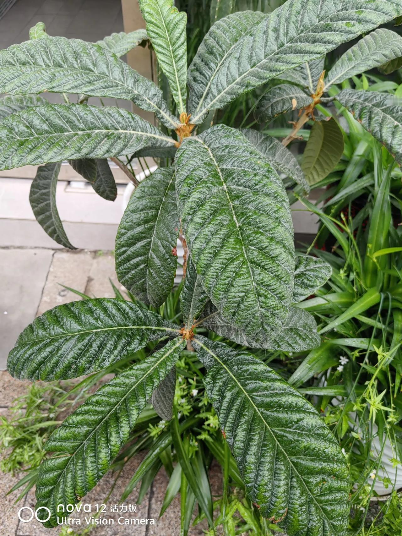迎端午粽香纳福戳这里，一起领红包>分享今日心情。今天看了一位师友的微头条，引发了