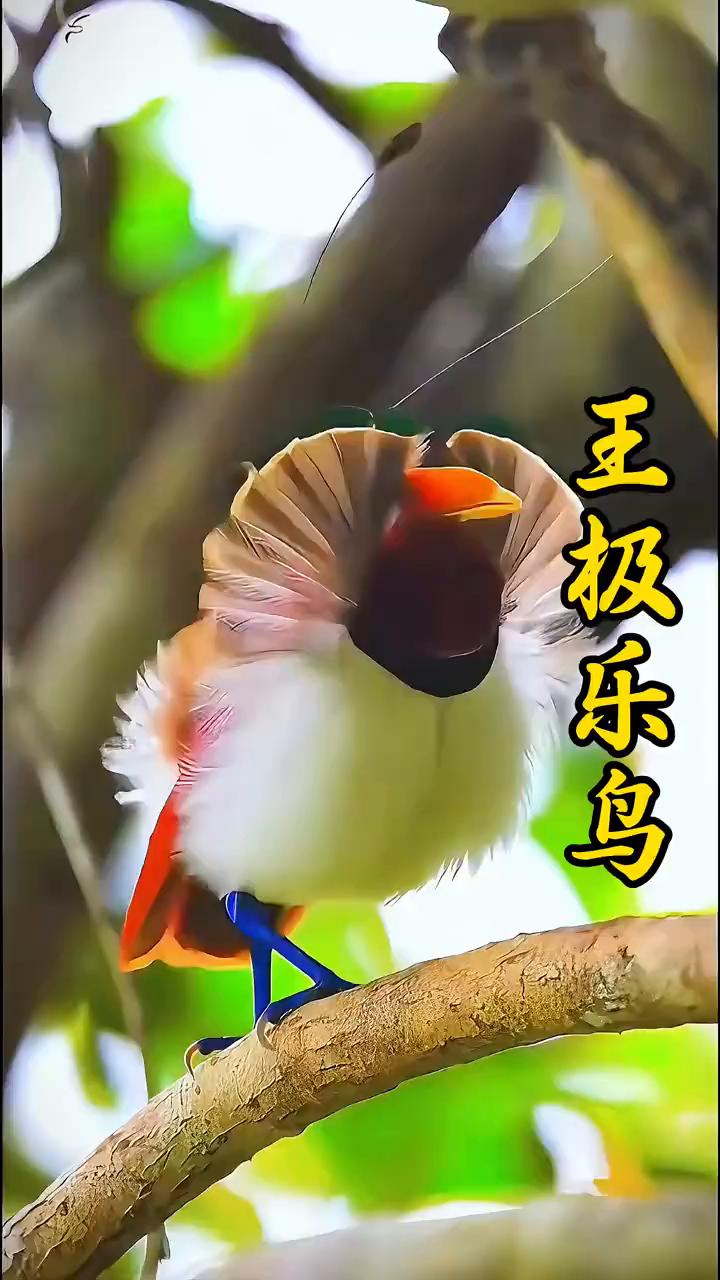 王极乐鸟。
博主雨林蹲守18天终于拍到了王极乐鸟。