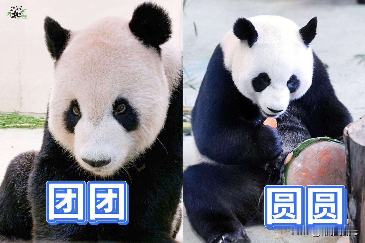 大陆赠送给台湾的大熊猫“团团”和“圆圆” ，现在怎么样了？
 
2005年5月，