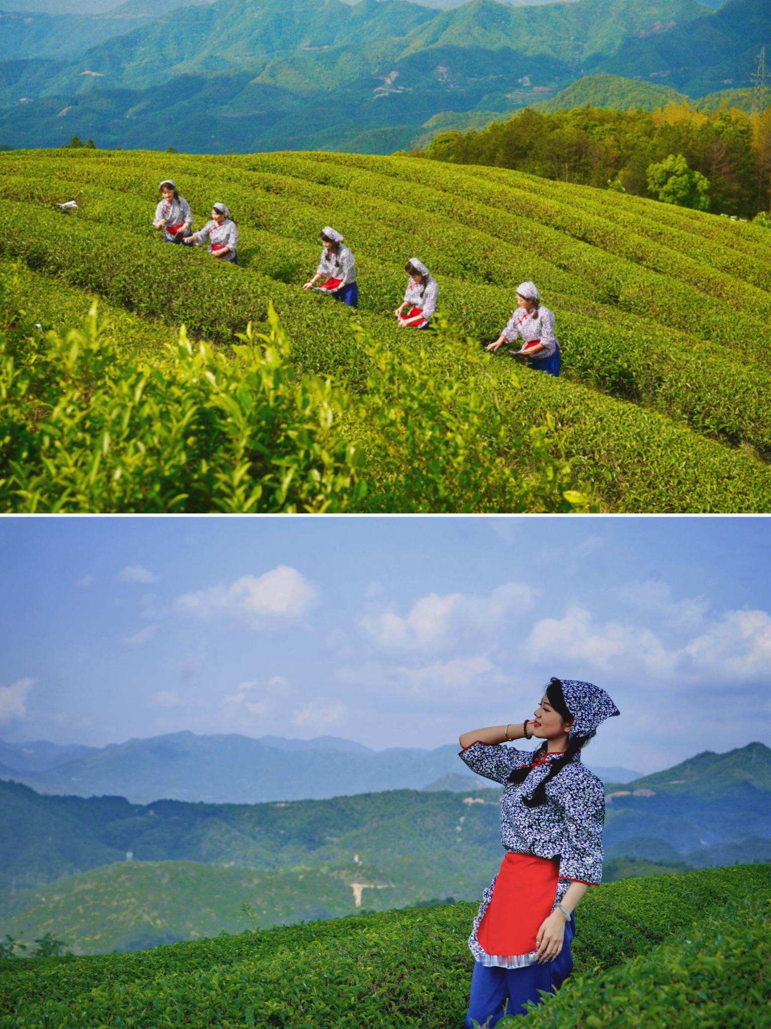 泰顺大山深处，与茶香共舞——葛垟茶园拍照攻略📸深秋时节，最适合来温州泰顺走走，