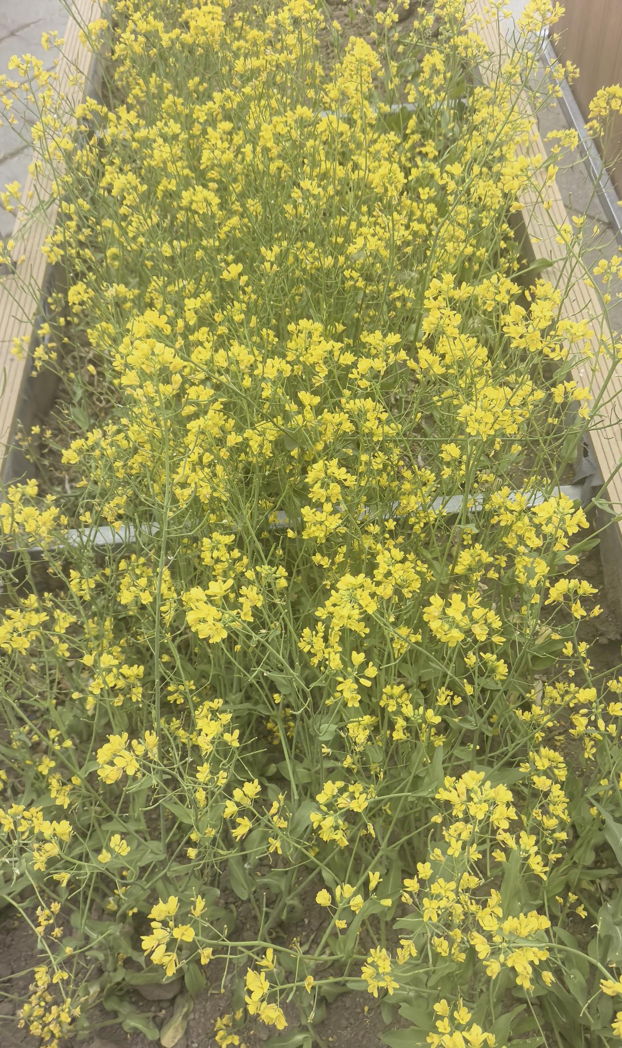 202609。油菜花下架，改种别的了。