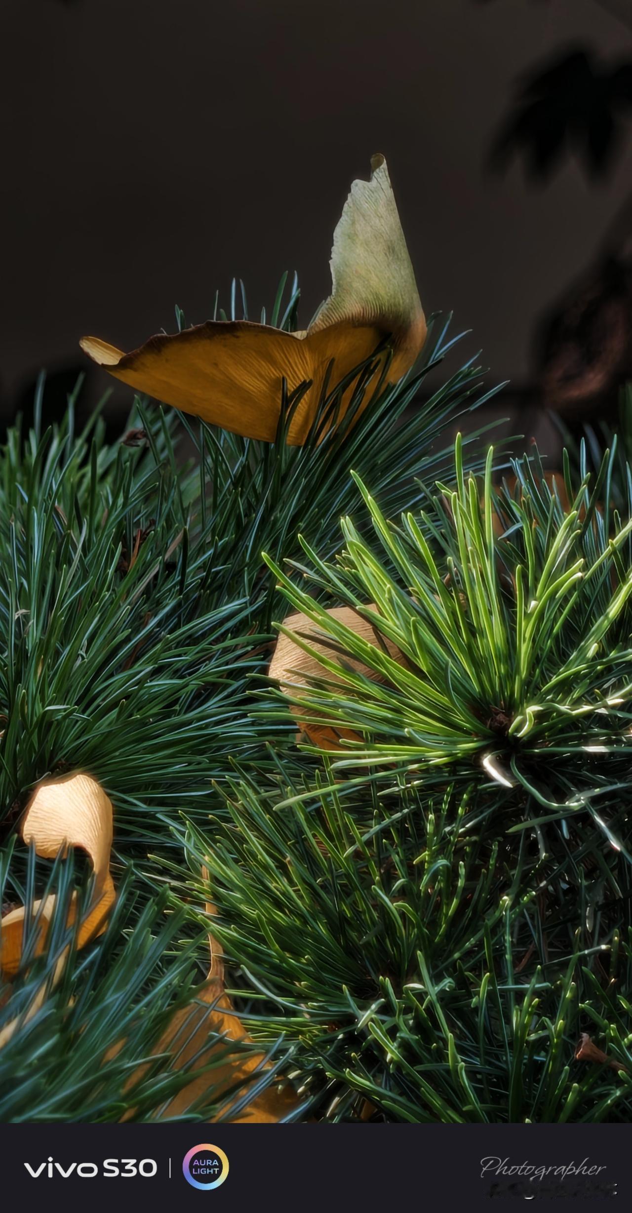 午后·瞻园   晒太阳