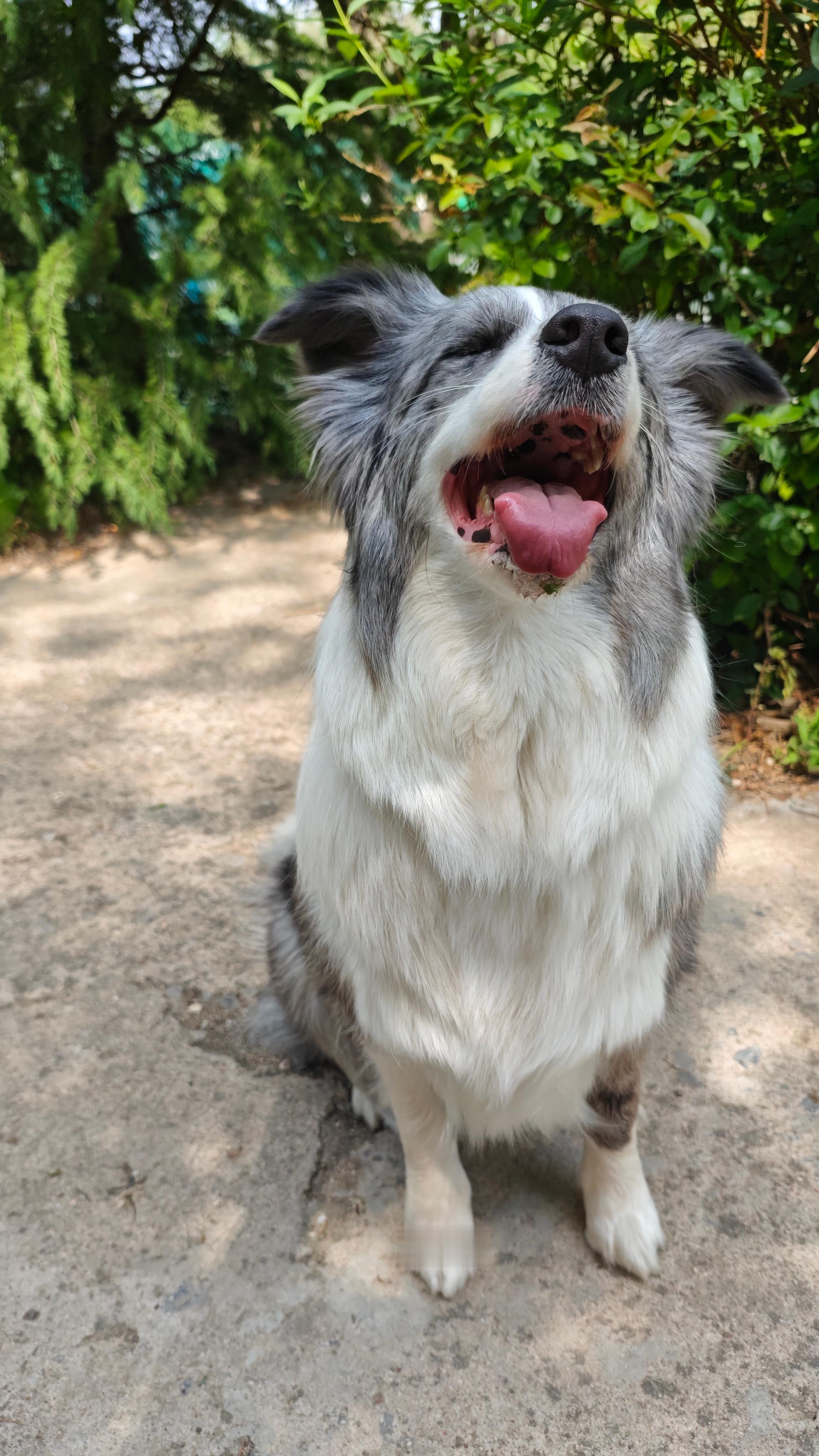 ee们中午好，糊糊我看到了漂亮的鸢尾花喔边牧