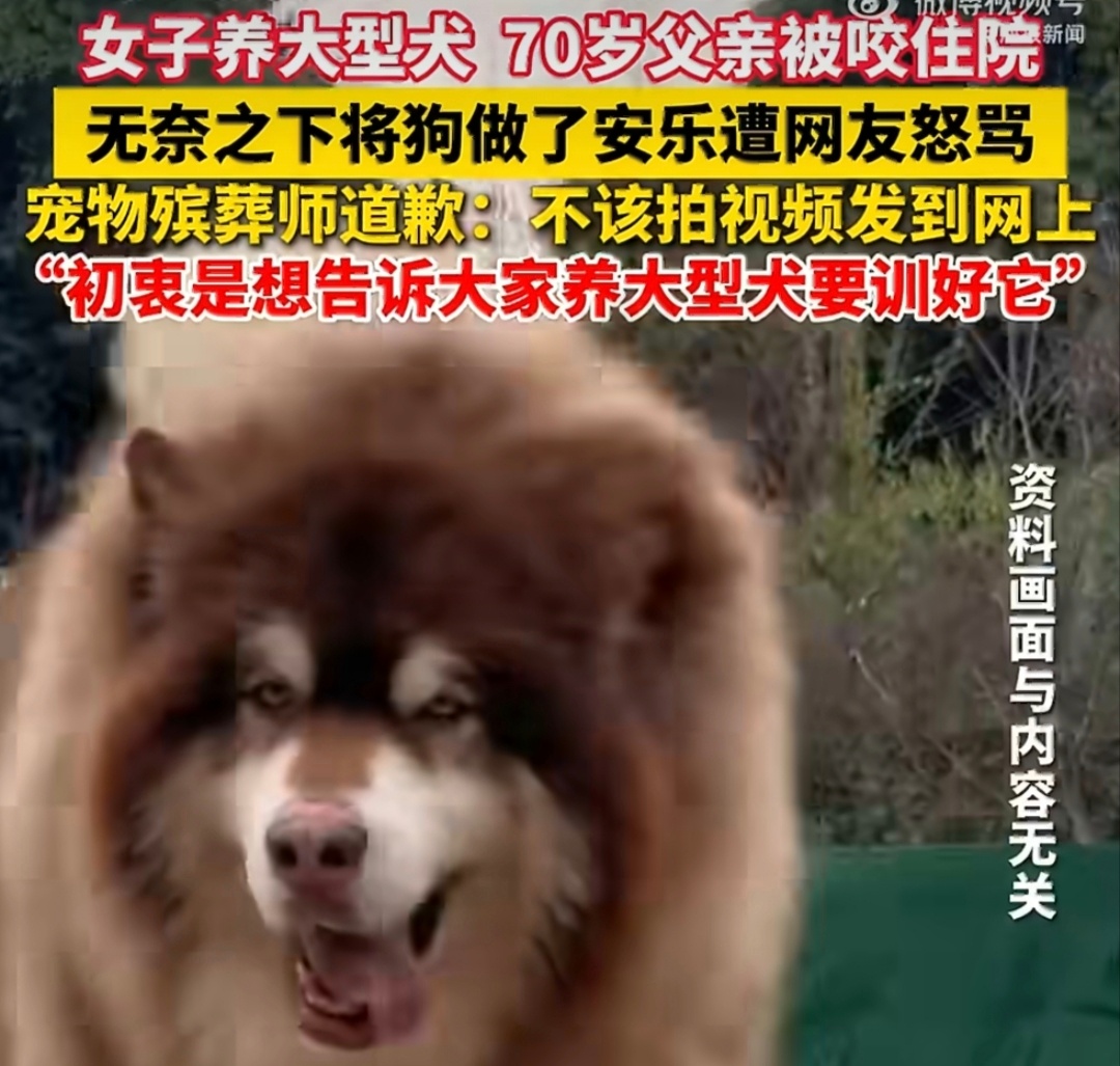 父亲被女儿百斤犬咬住院狗被安乐死亲人被咬、爱犬被安乐，对主人而言是双重痛苦。但多