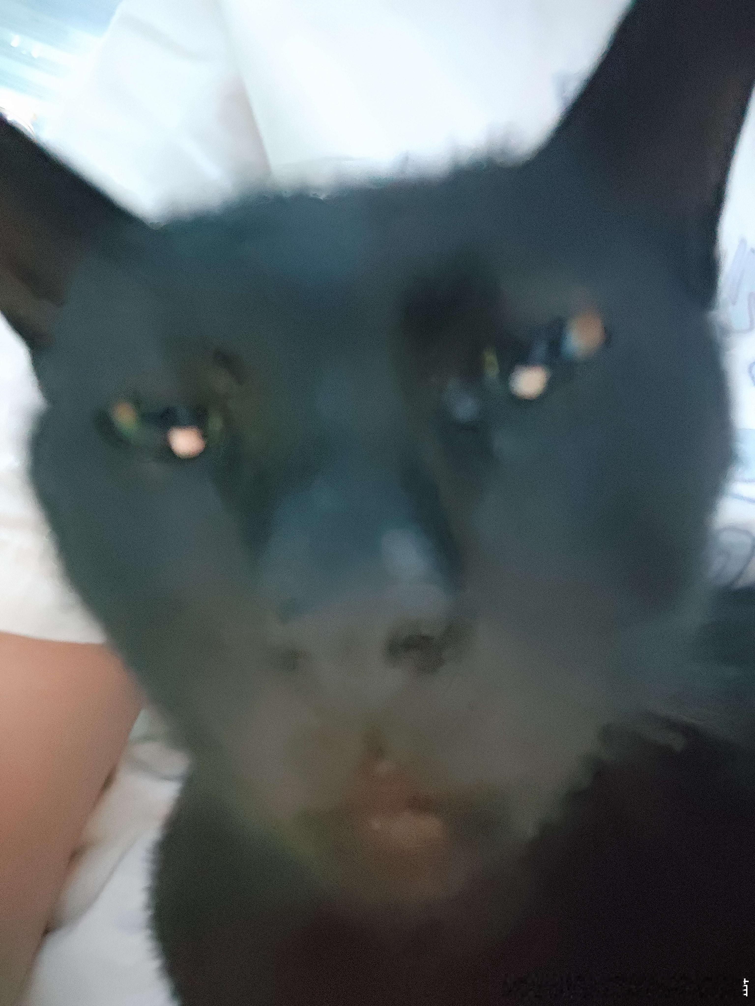 49794【丑猫】见过人拍照吗 