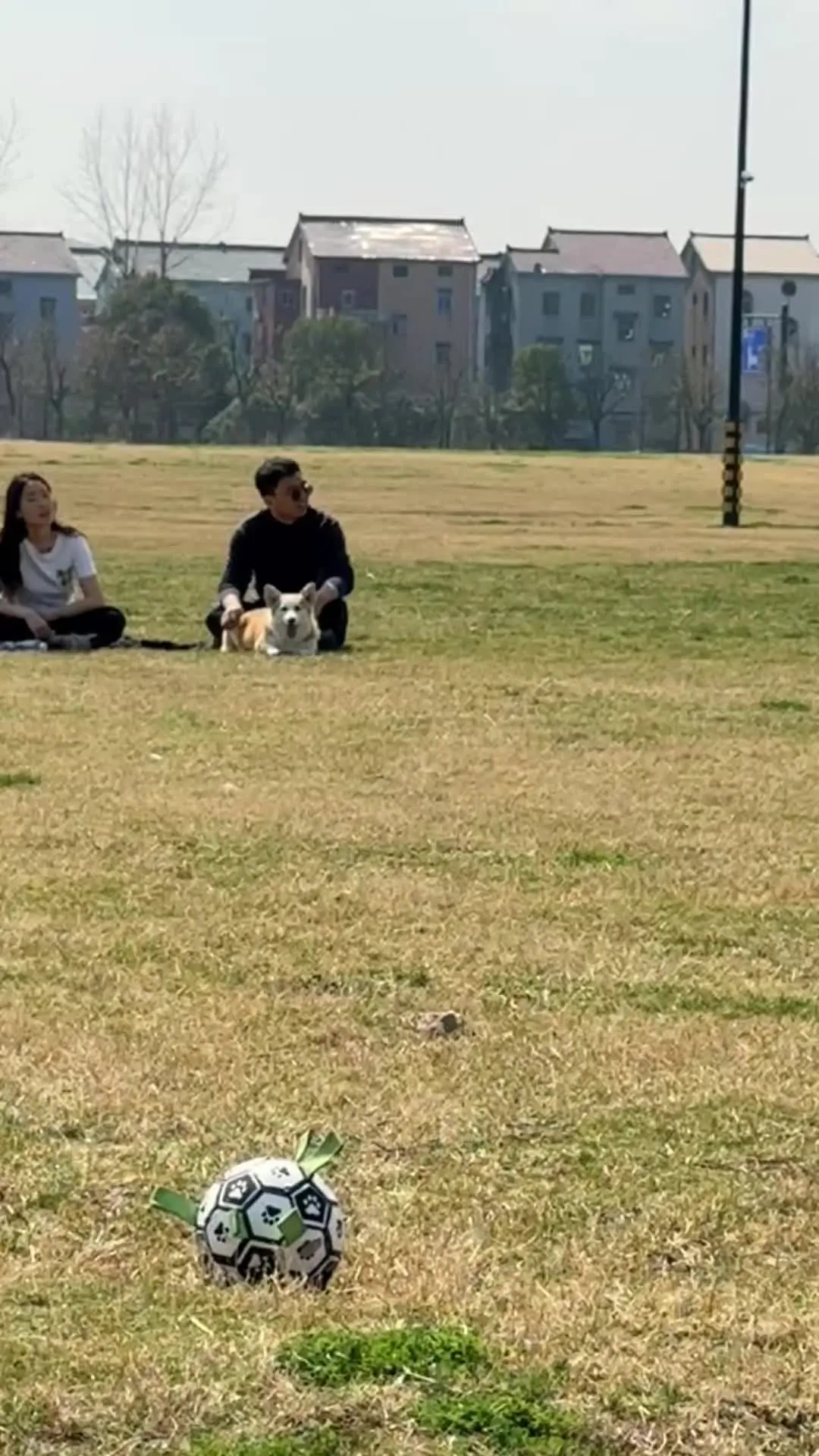 草地上看到好温馨的一幕，如果狗子不是我的就好了……
