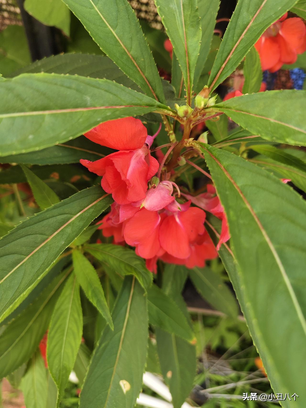 晒图笔记大赛无意中发现道边这种花，也有些年头没见过了，以前家里院子里也有很多，有