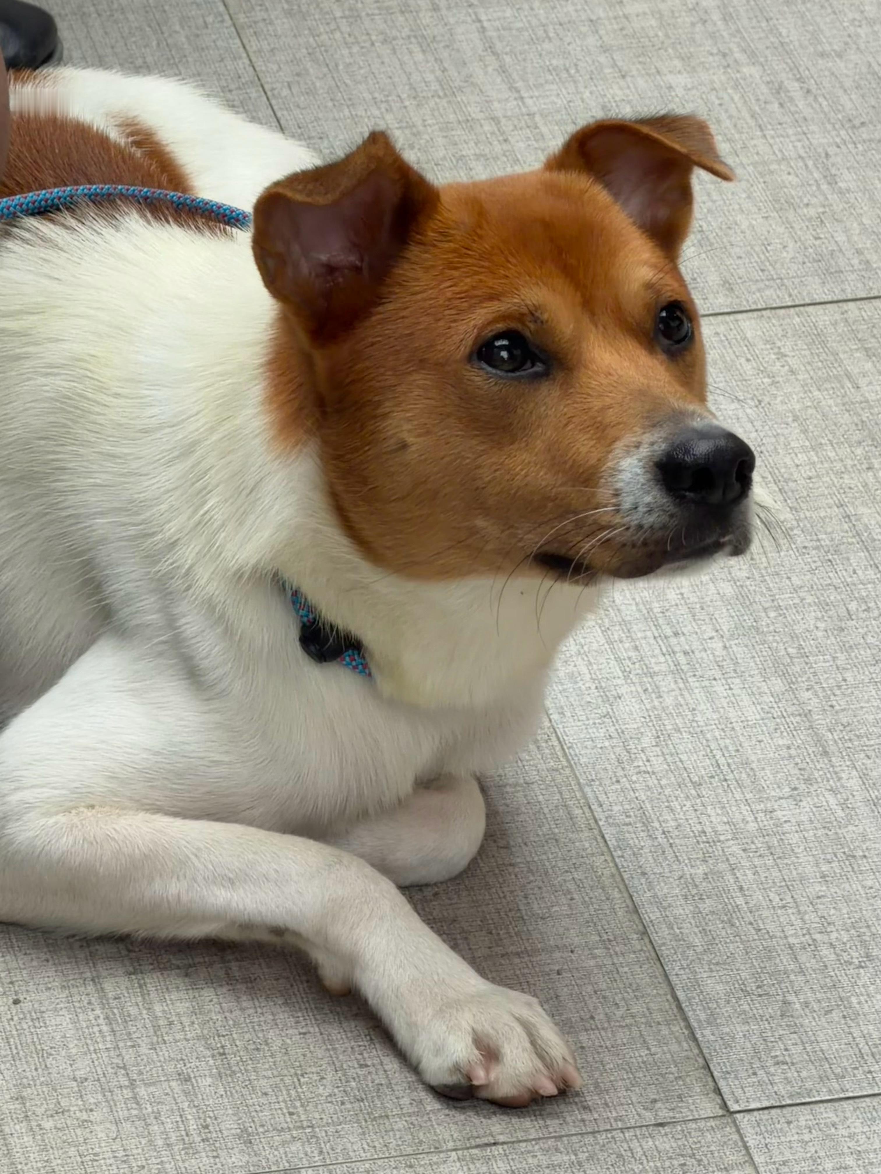 猫猫狗狗拯救世界诚不欺我！刘昊然分享小岛萌宠后，评论区全网小动物集体响应，鸡鸭牛