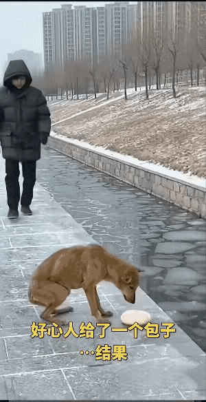 你走你的阳关道，狗狗啃它的热包子，本来就是各安其事的太平光景，偏有人闲得发慌要搅