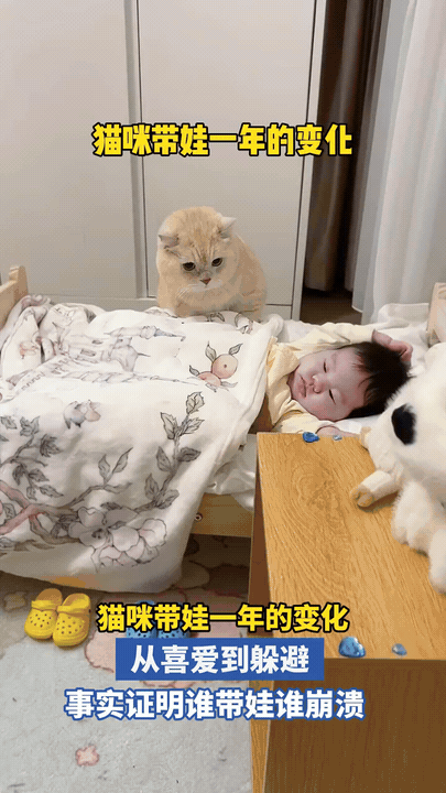 猫咪带娃一年实录：从“老父亲”到“亡命天涯”
 
刚当“猫爸”时，小猫咪睡得香，