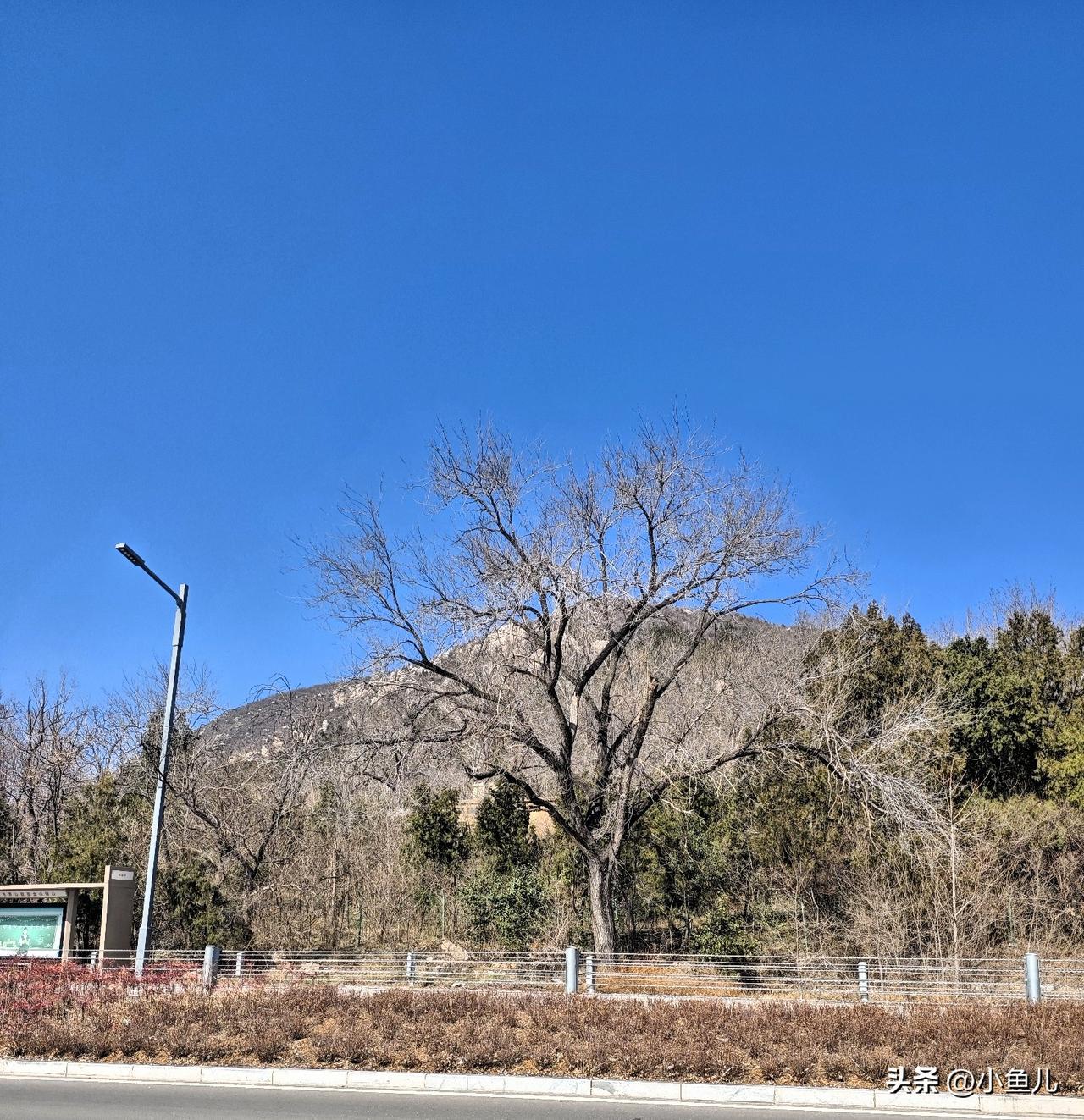 嵩山脚下这棵树，比我爷爷还老！

每次开车路过登封这条道，都忍不住多看这棵树两眼