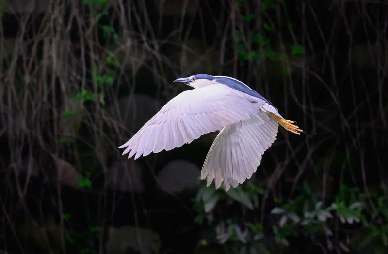 下雨天鸟的活动还挺多样。鸟类尾羽根部有尾脂腺，能分泌油脂涂满全身形成“纳米级疏水