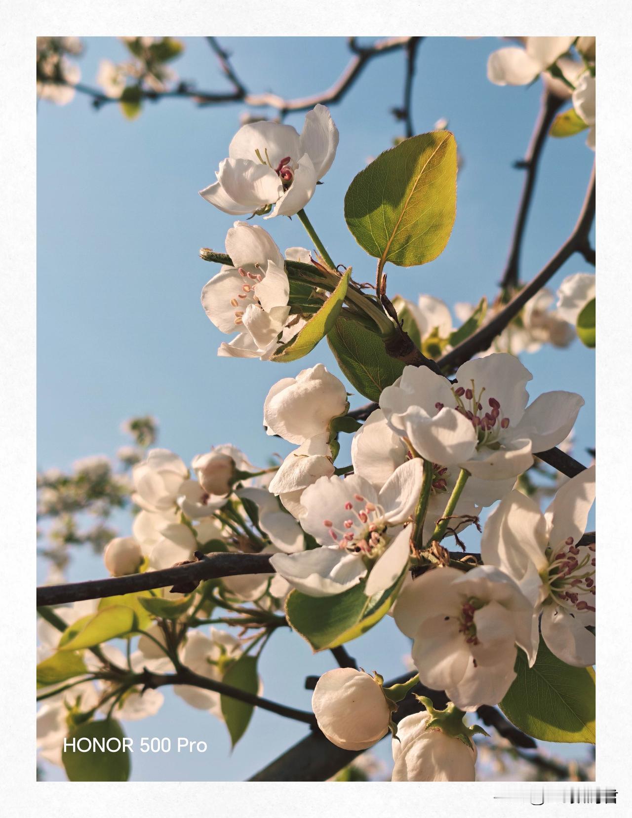 为什么推荐荣耀手机?在荣耀最新的系统里，照片水印里终于上新了撕拉片时水印，我试了