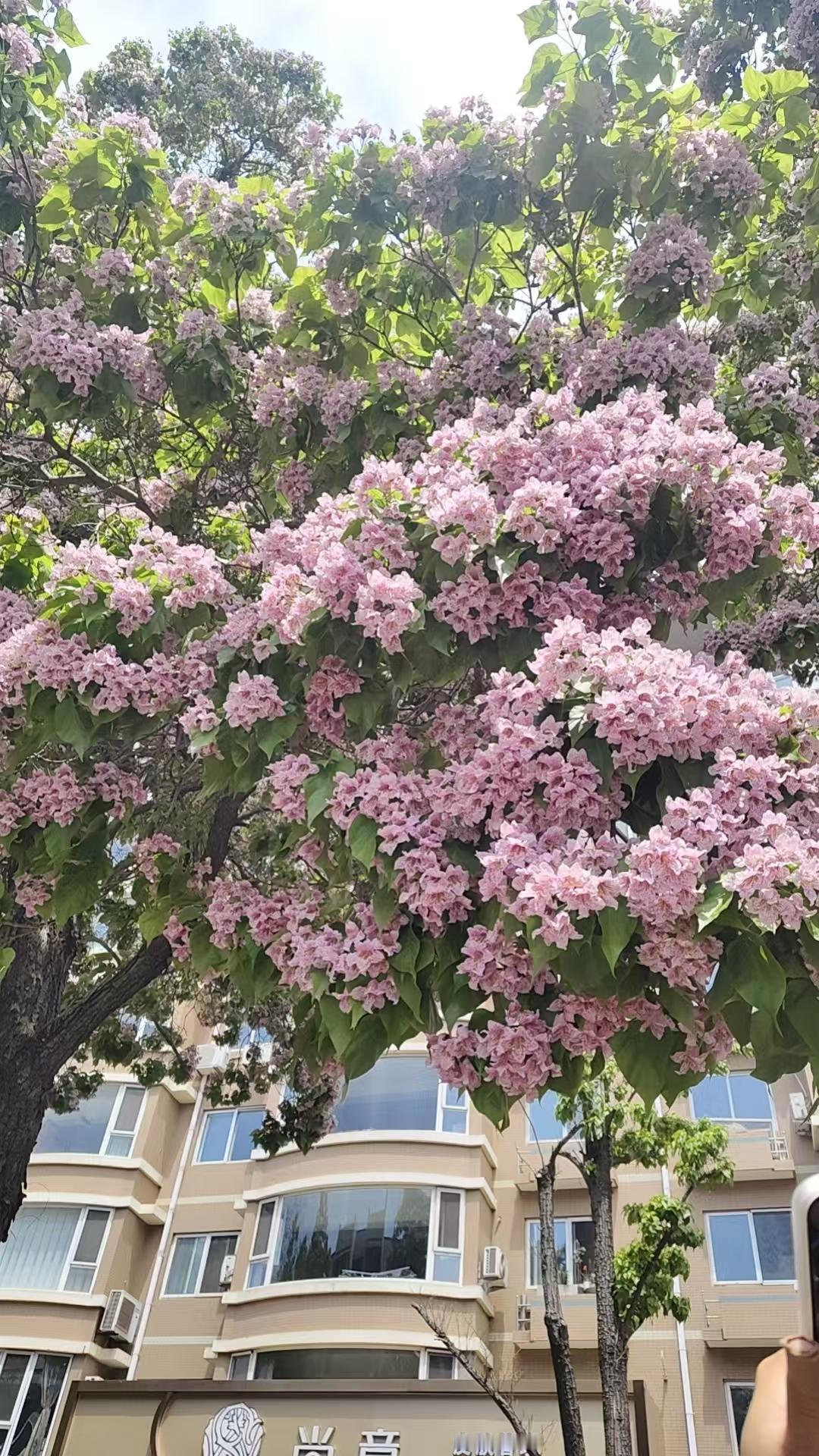 快来大连开发区看花！
     我在大连开发区住20年了，我不知道还有这么一条美