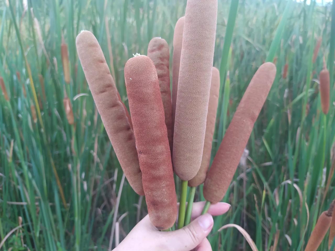 这么多的野生蒲黄，居然无人采摘……

蒲黄可是个好东西

此处借用一首《蒲黄吟》