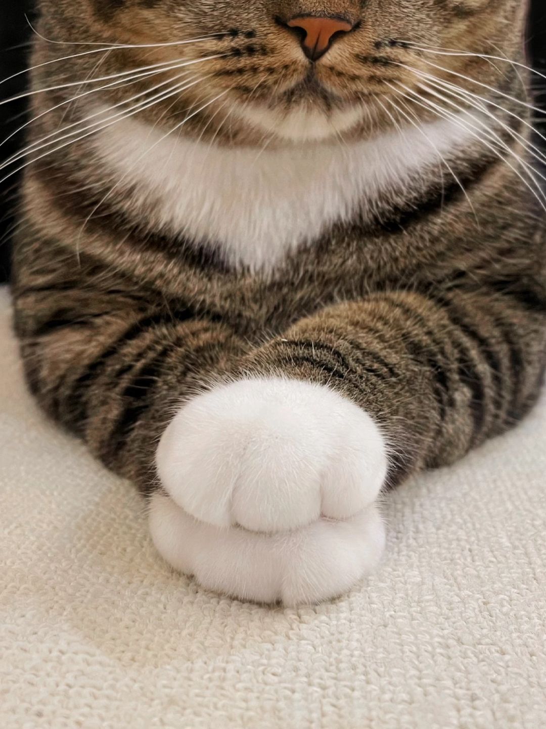 猫咪的手手叠一起是什么意思？