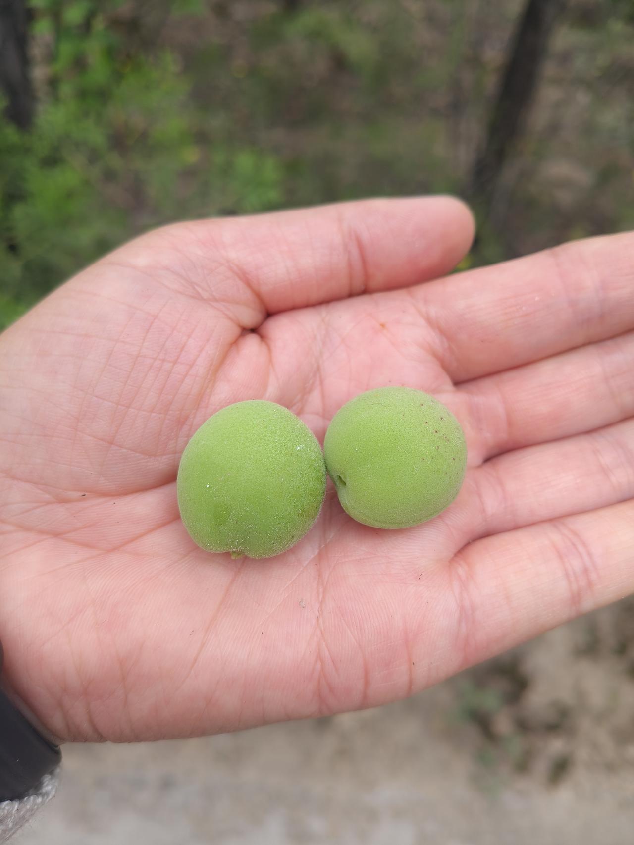 时间过得真快，没想到一晃杏子也能吃了，桑树上的桑葚也红了。今天7点半就起床上了一