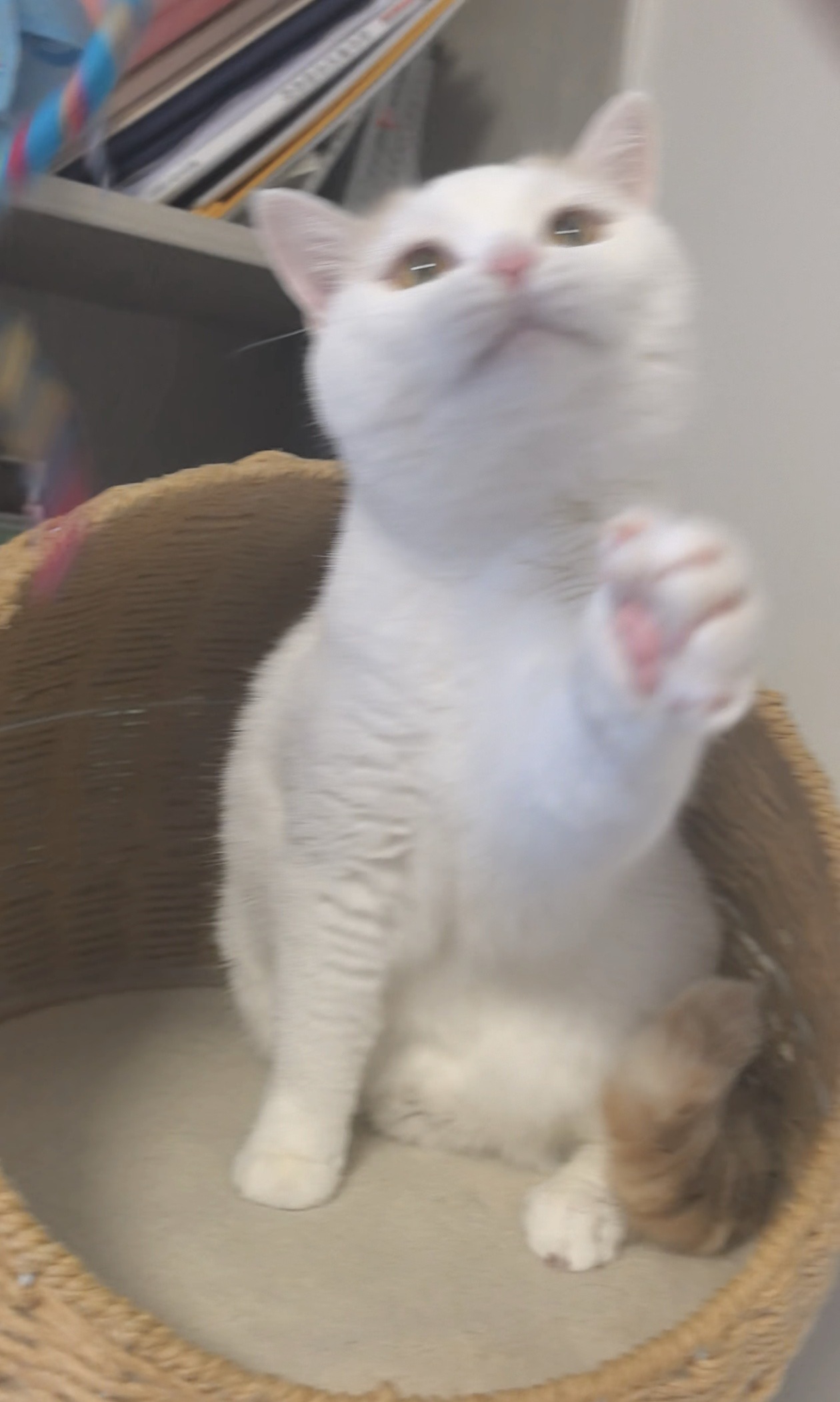 爱像小猫，别人问世界上最棒的猫是谁没猫的人众说纷纭，有猫的人自有答案。 ​​​