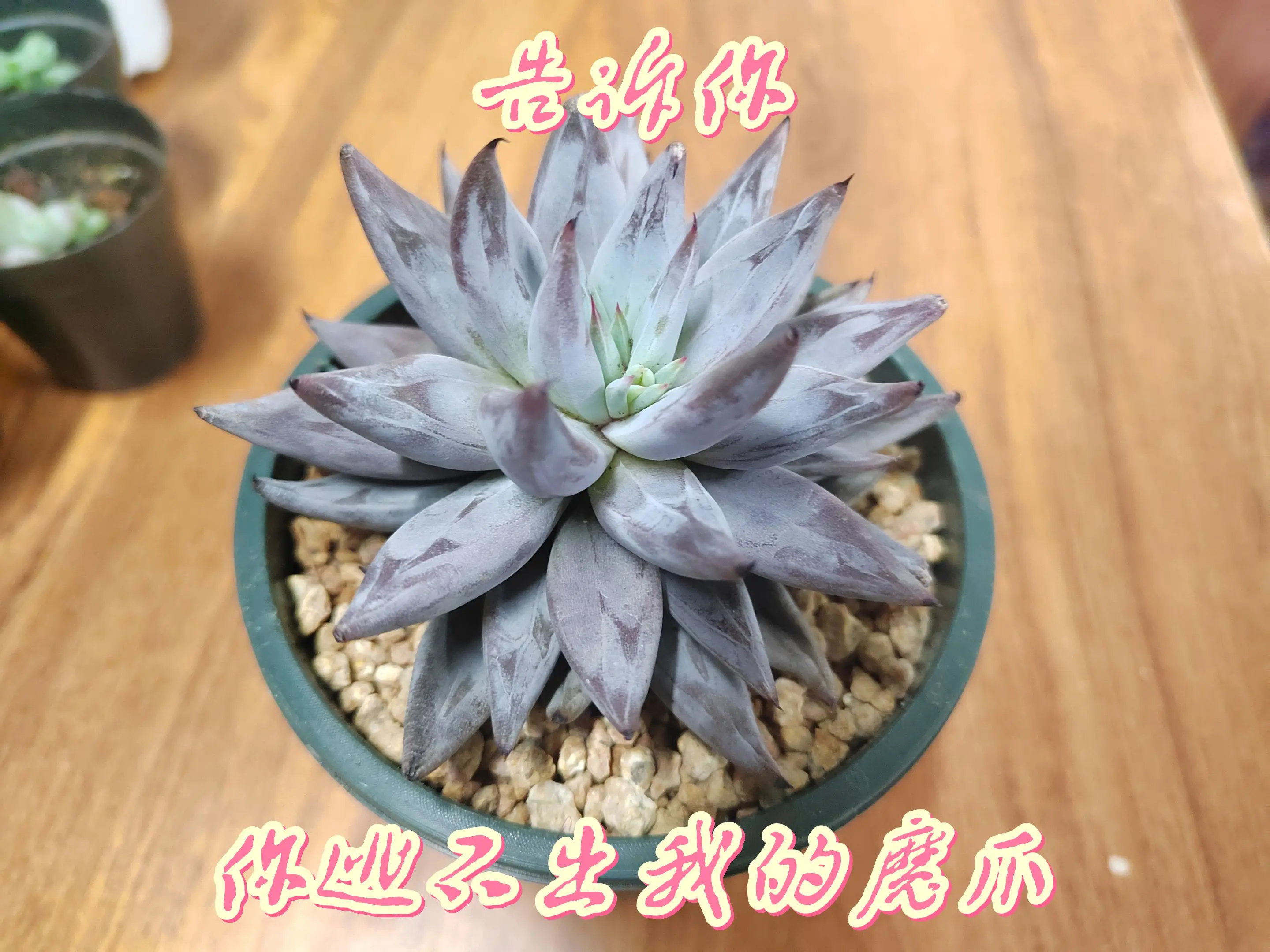 居然伸出了你的魔爪？