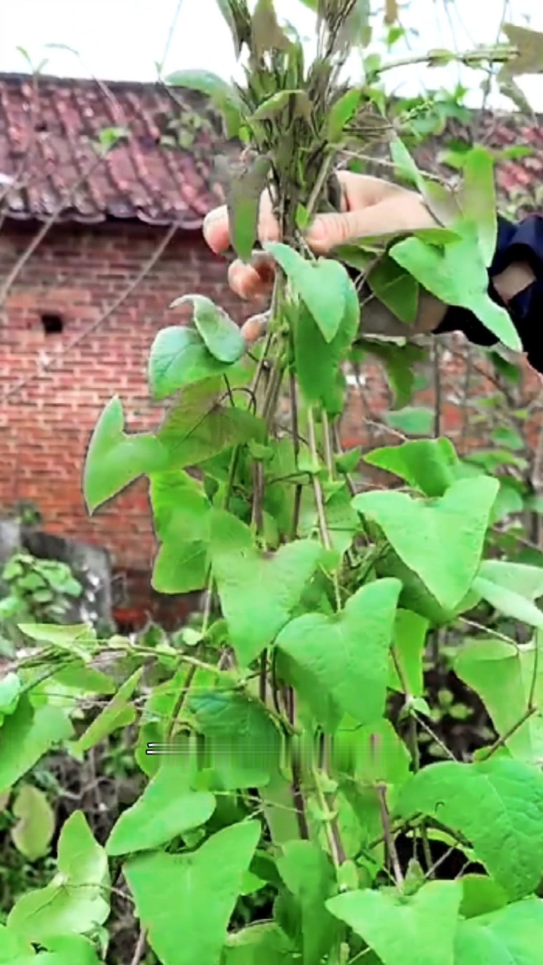 杠板龟也叫蛇退草，别看它全株长满倒刺，让人避之不及，却是对付蛇虫的小能手。蛇见到