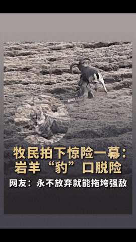 “生命的力量！”青海，牧民用无人机巡查牧场，结果，无人机刚飞上去，就遇到了惊心动