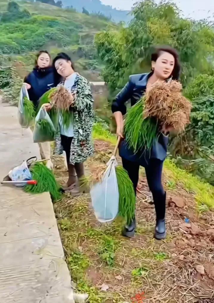 这才是纯天然野生野菜，大家知道这是什么吗摘过的野菜 嫩嫩的野菜 采过什么野菜呢