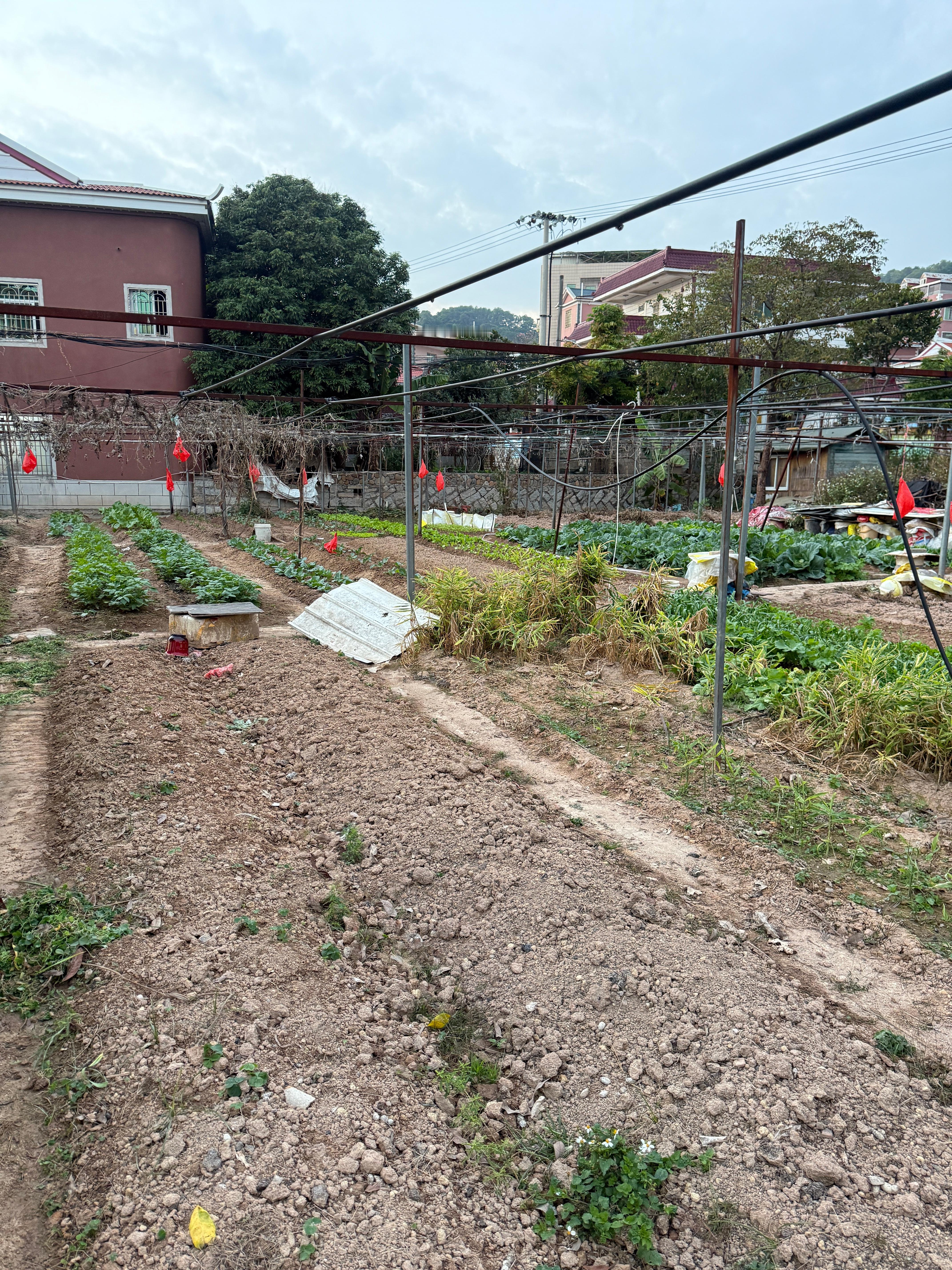 老妈的菜园子倒是整得井井有条，一天天的都不在家呆着看不着人，都在田里捣鼓着这些了