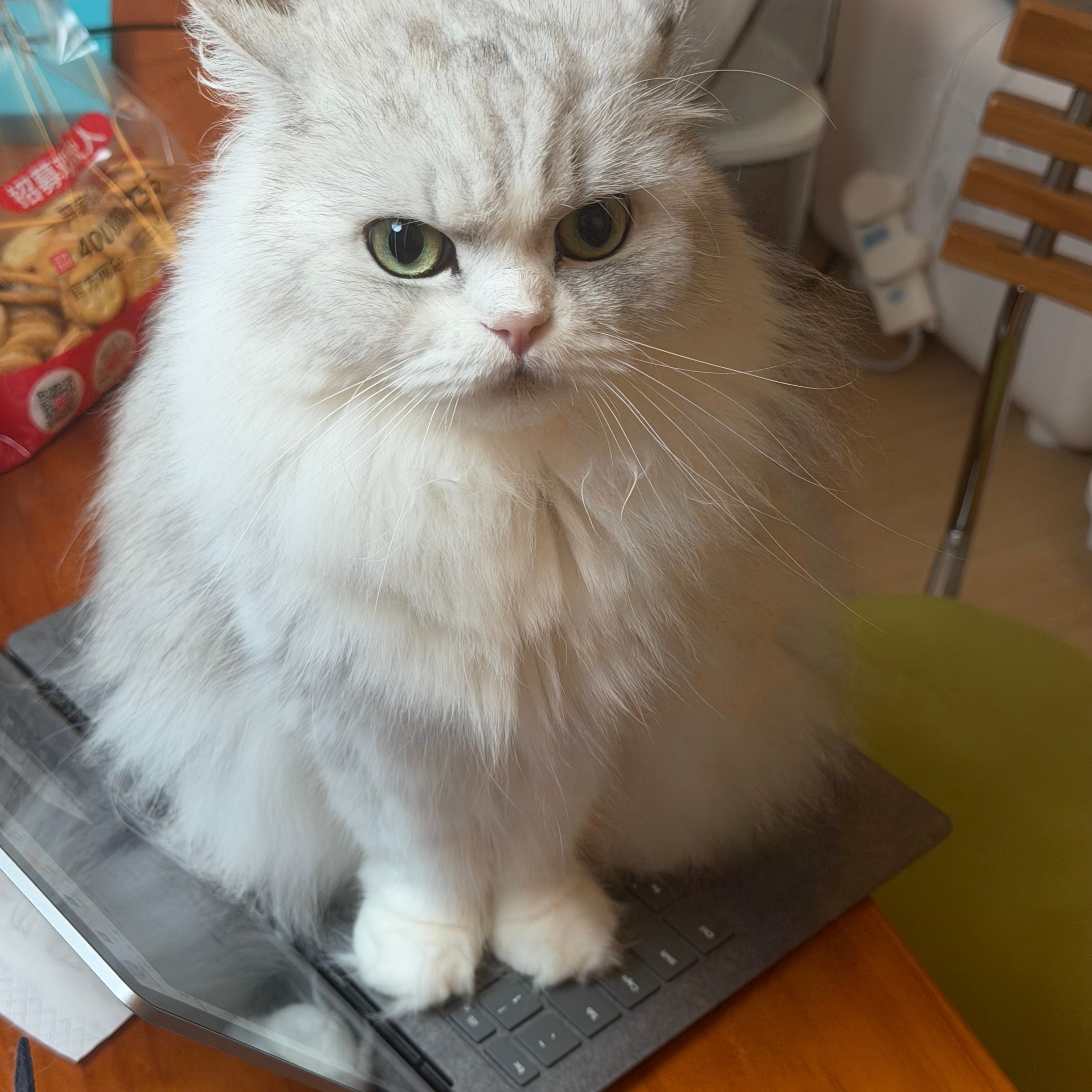 其实是丢丢在用笔记本办公(ฅ⁍̴̀◊⁍̴́)و ̑̑ ​​​