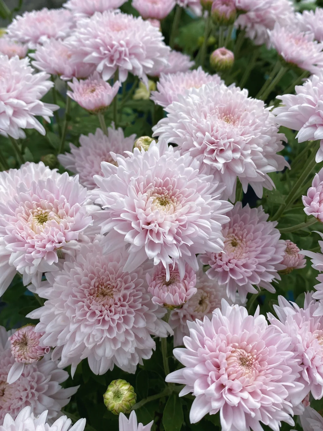 小菊分享｜弗洛伊  一颗开出一团花