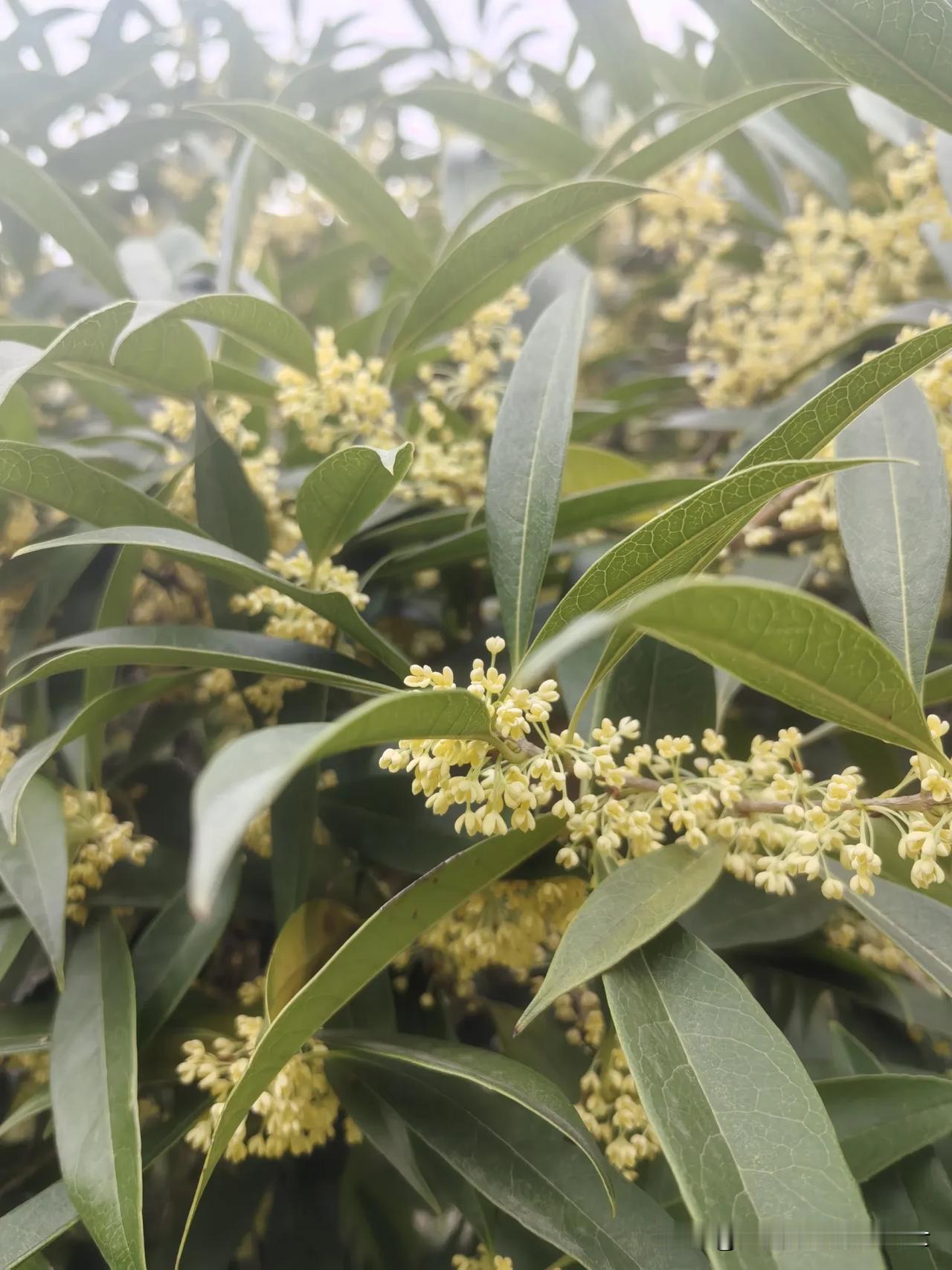 小区的桂花开了，偷偷摘了一枝桂花放在瓶子里，顿觉满屋都是桂花的香气。

我们小区