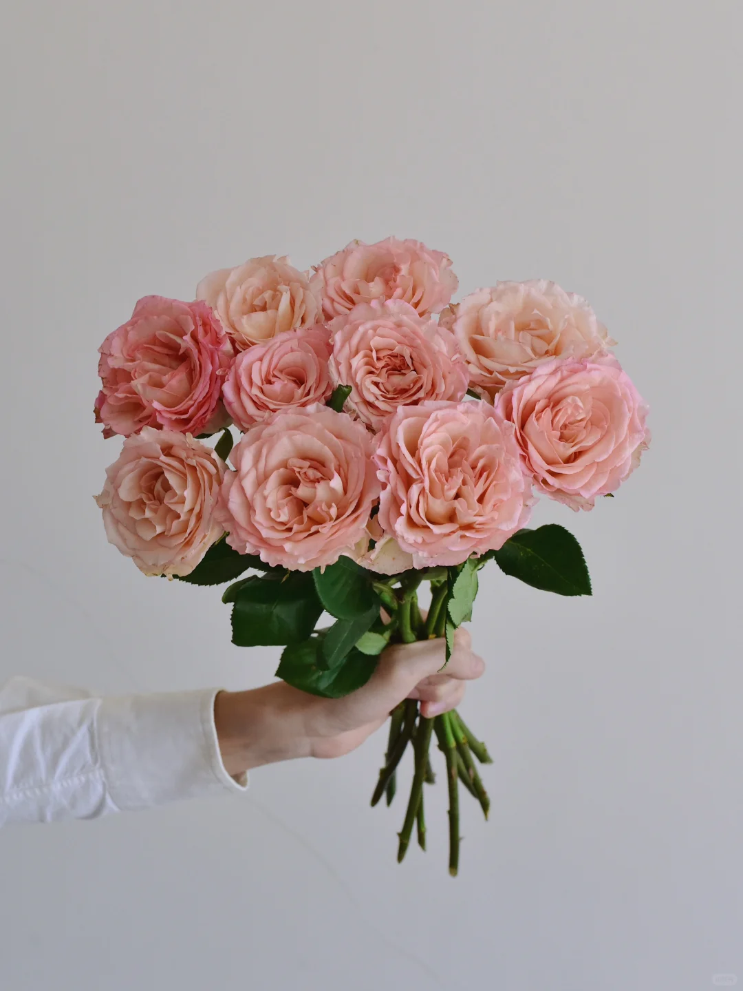 玫瑰·参天芭蕾