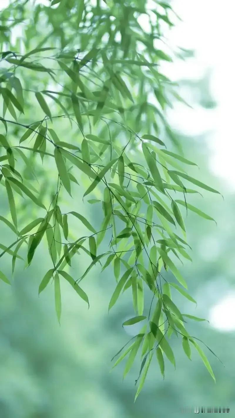 咏竹【外一首】
    赵权力
风雨中摇曳，
黑夜把星月陪伴。
品味晚霞，
把黄