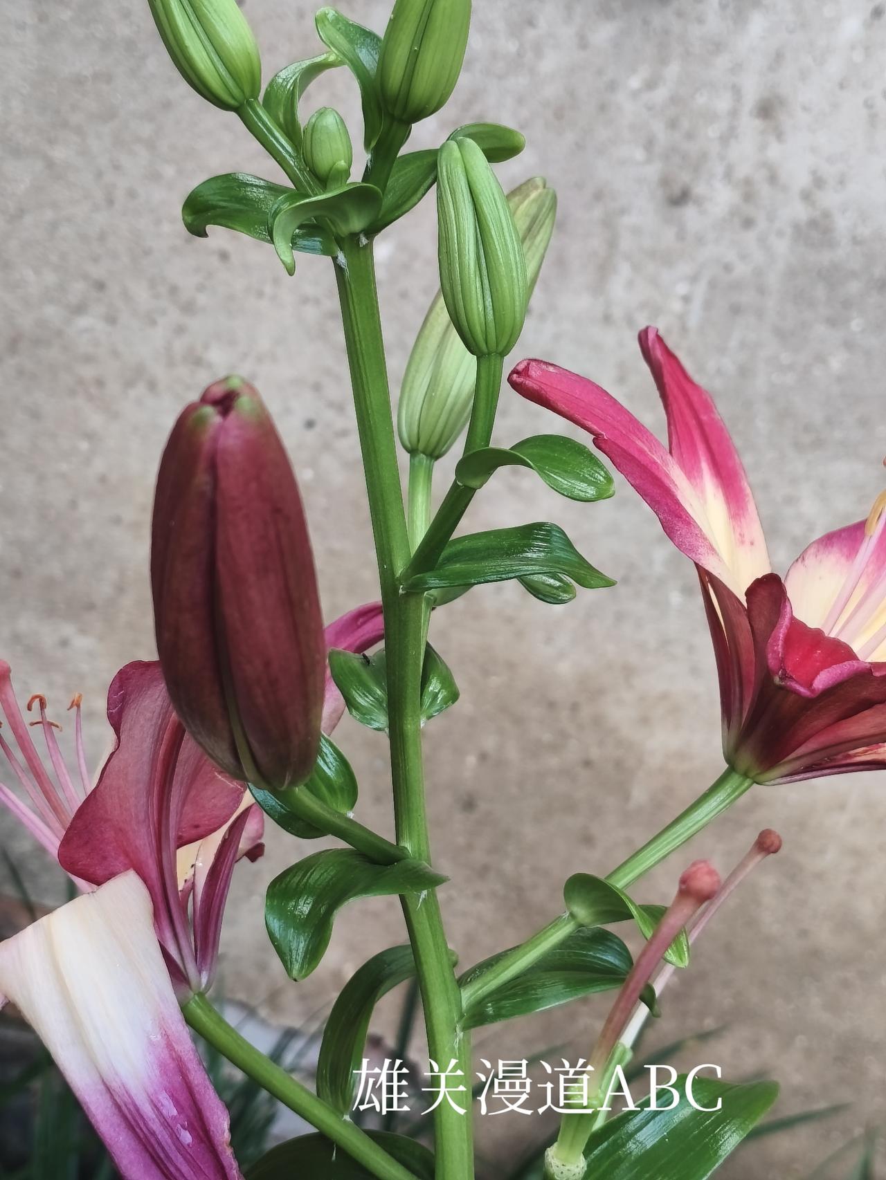 我最近拍摄的百合花，拍摄于肥城市潮泉镇潮泉村。