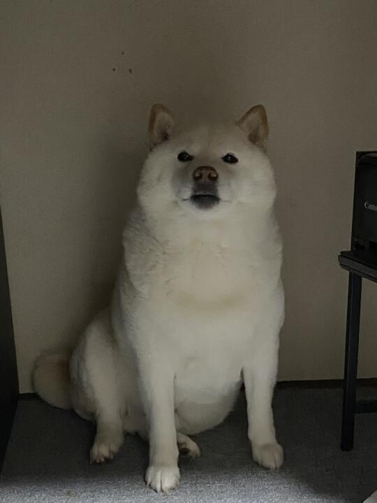 正经歪坐