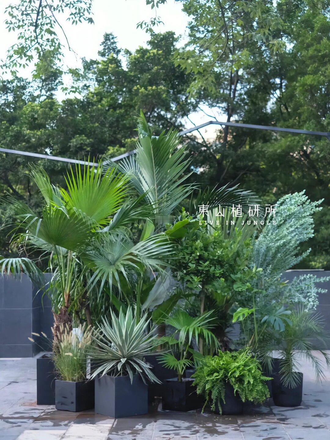 户外植物盆栽组合🌴热带风绿植搭配